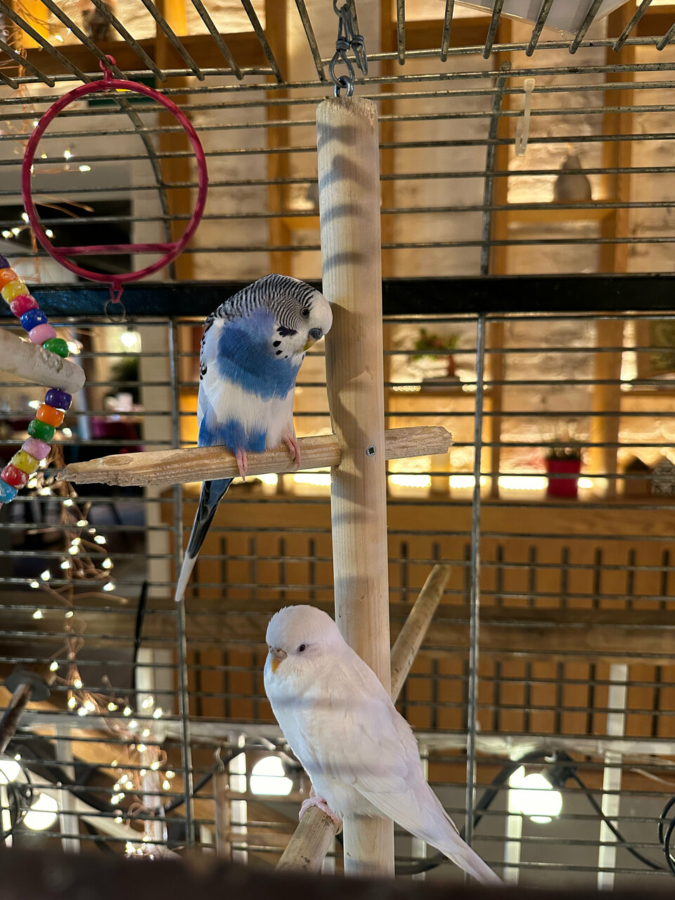 Зал — Leo Гриль&Пицца