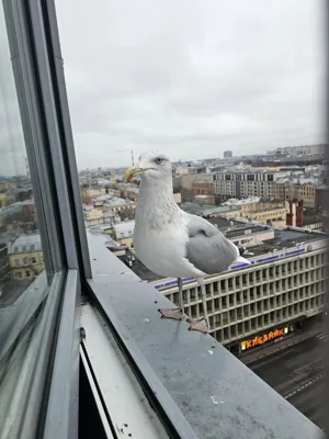 Зал — подробнее о зале